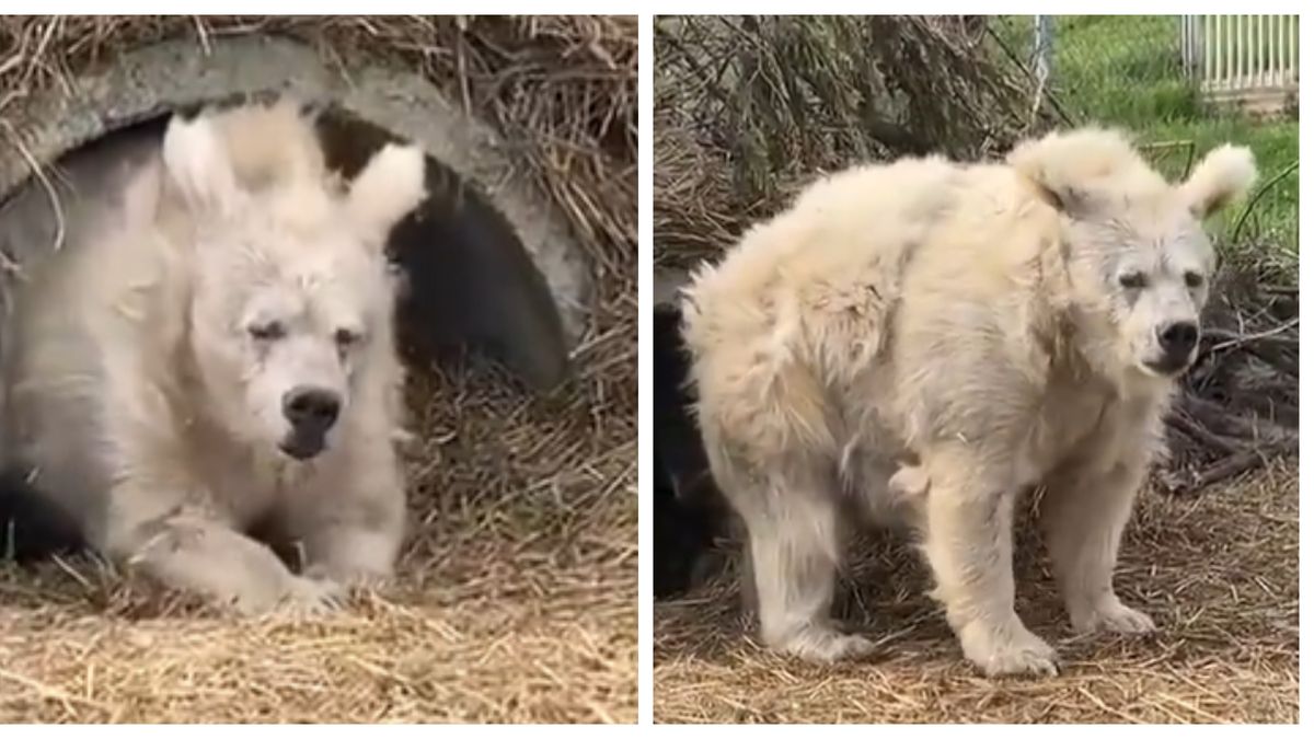 El Incre Ble Video De Un Oso Saliendo De Su Per Odo De Hibernaci N