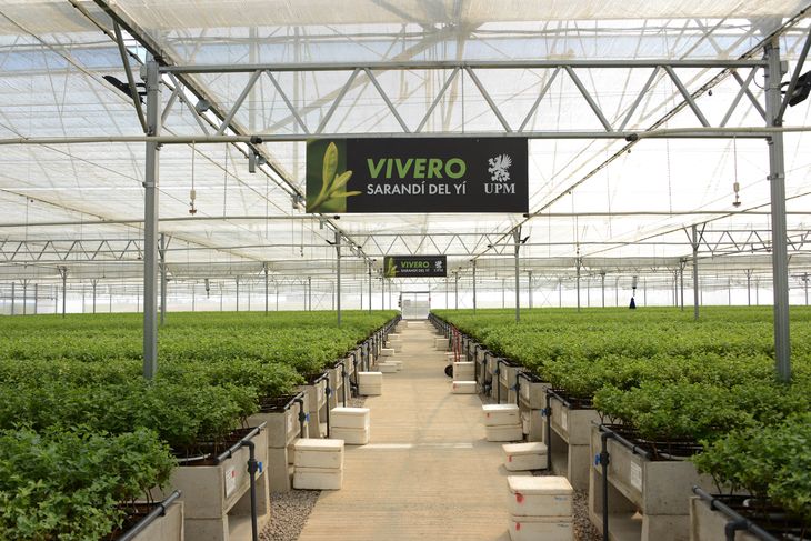 Además UPM Forestal Oriental gestiona otros dos viveros en el departamento de Paysandú.