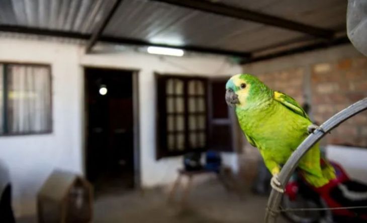 Gripe del loro en Santa Fe.