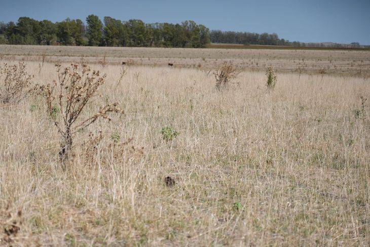 El fenómeno de El Niño podría generar un impacto económico en América Latina, alertó Moodys.