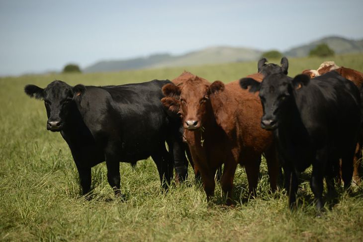 El nuevo protocolo de exportación de carne bovina y ovina hacia China comenzó a regir hoy,.