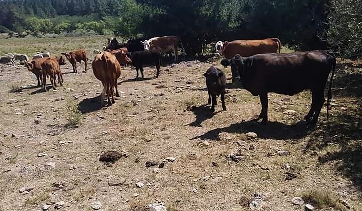 Los estragos de la sequía siguen repercutiendo en la proliferación de nuevas enfermedades entre el ganado bovino.