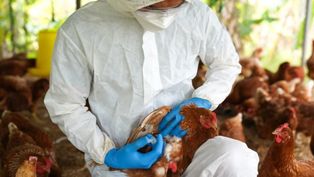 Se detectó el primer caso de gripe aviar en Argentina