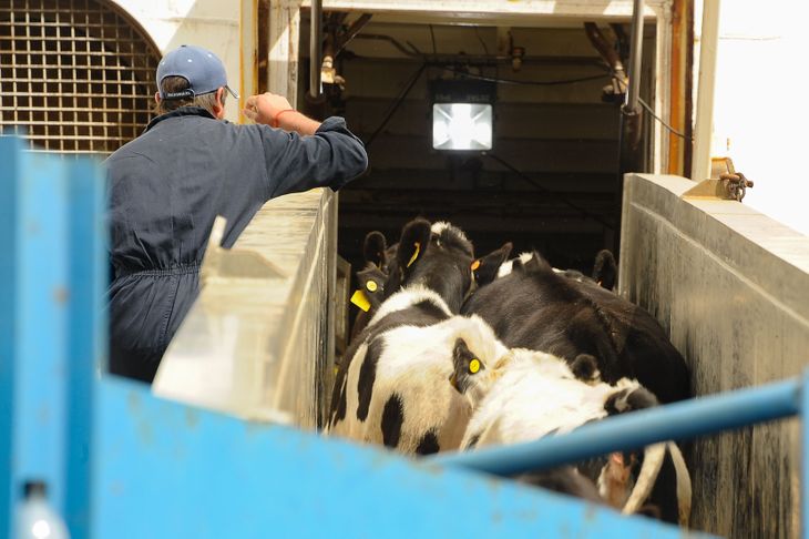 La exportación de ganado en pie voló en Uruguay durante 2023.