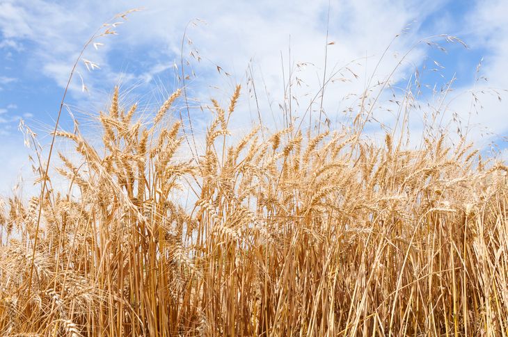 La zafra de cultivos de invierno 2023 fue casi un 30% menor a la de 2022.