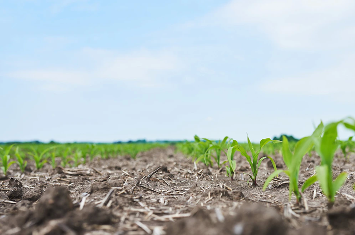 La superficie sembrada de soja se incrementaría durante la próxima zafra.