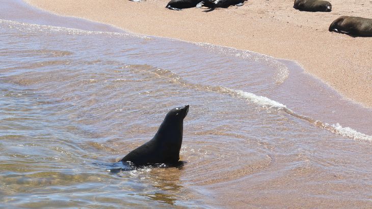 El hallazgo de un lobo marino con gripe aviar encendio las alarmas en el MGAP.