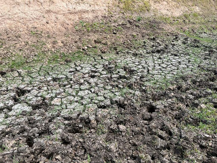 El BSE indemnizó por 95 millones de dólares por la sequía, pero asegurará al menos la misma superficie en esta zafra.