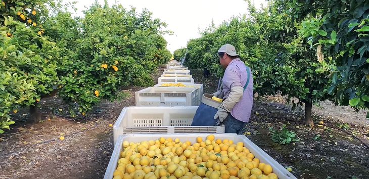 Los trabajadores argentinos cobran 8 pesos por bolsa de limones recogida en Uruguay.