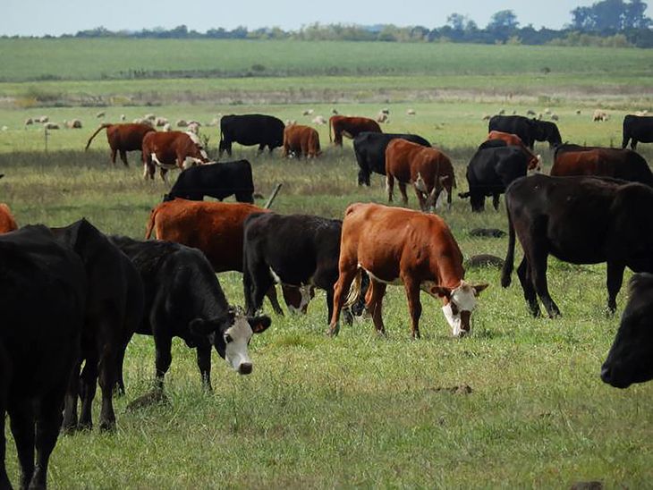 Japón comenzó consultas por carne carbono neutro de Uruguay.