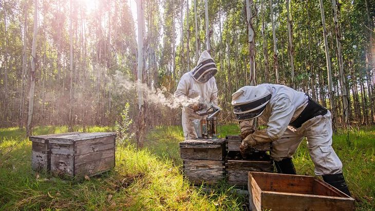 Se entregarán créditos de hasta 12.000 pesos por tanque para apicultores.