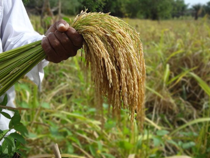 La cosecha de arroz tiene buenas proyecciones para esta zafra en Uruguay.