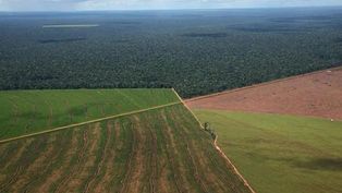 la corte repuso la ley que limita la venta de tierra a extranjeros