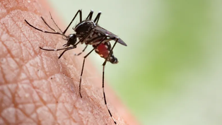 dengue en argentina: los casos se dispararon un 2.500%