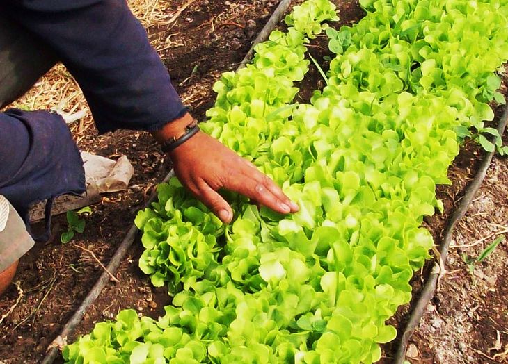 El sector agropecuario fue en el que se dieron las caídas más grandes.