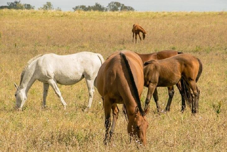 La encefalomielitis equina sigue avanzando en Uruguay, con 61 casos confirmados.