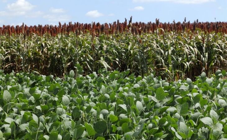 El sector agropecuario tuvo una fuerte recuperación durante el tercer trimestre.