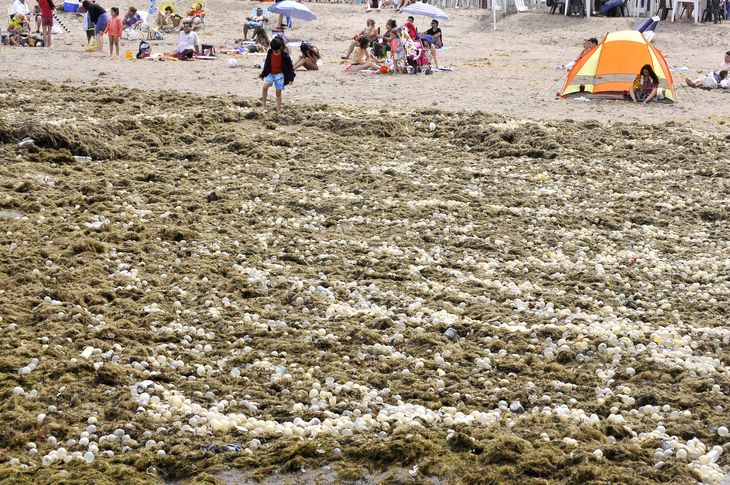 Mar del Plata invadida por algas y huevos transparentes.