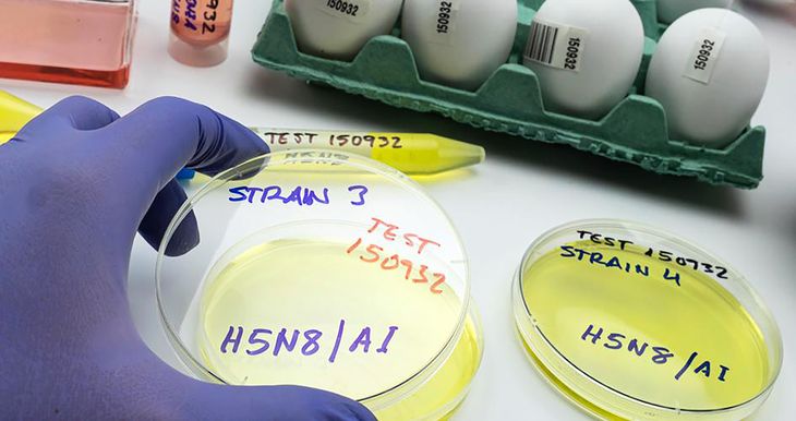 La gripe aviar en Uruguay está mayormente controlada, pero un contagio en el circuito comercial podría generar graves daños económicos.