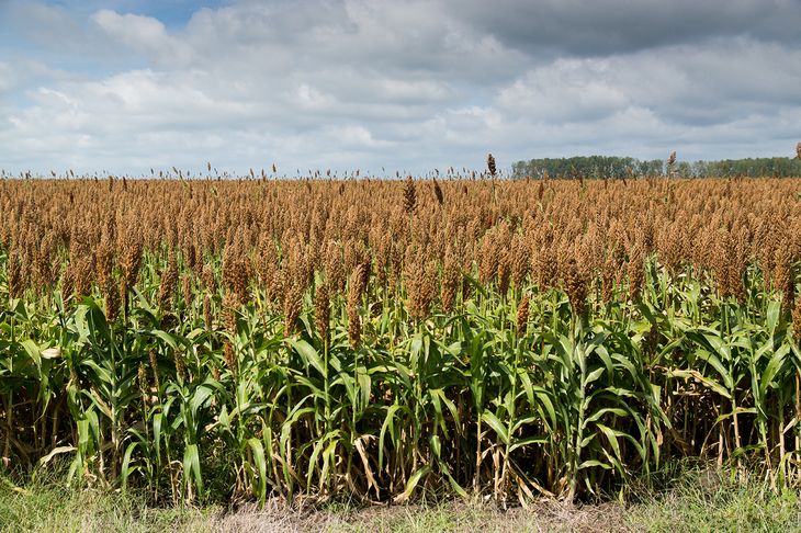 ALUR pagará un mínimo de 180 dólares la tonelada de sorgo de bajo nivel de taninos de la zafra 2023/2024.