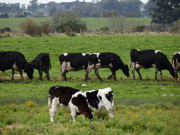 La faena del mes de noviembre fue la más alta desde mayo de 2022.