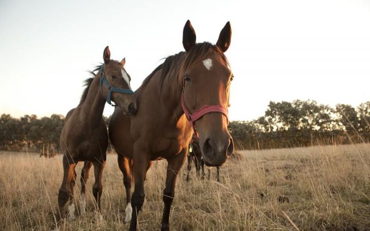 El 69% de los casos que se confirmaron lograron recuperarse.