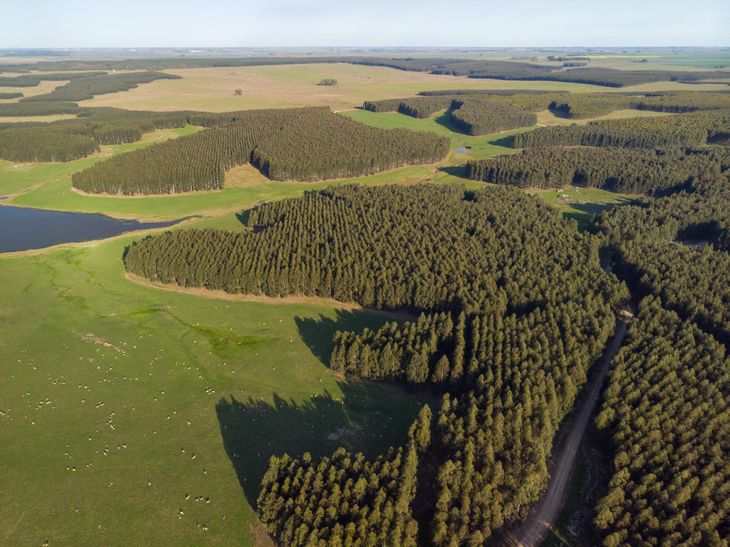 En diciembre de 2022 se registraron los primeros envíos de madera a la Zona Franca Durazno, donde opera UPM 2.