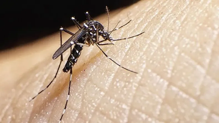 dengue-mosquito-caso-futbol-argentino.webp