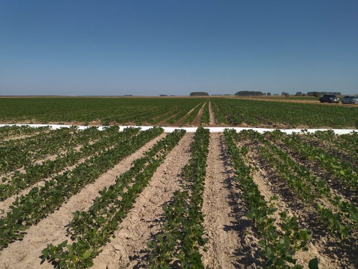 Los precios de la soja cotizan a la baja por la gran cantidad de oferta.