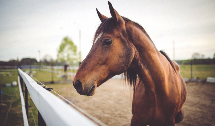Queda un solo departamento en el Uruguay sin contagios de la enfermadad equina.