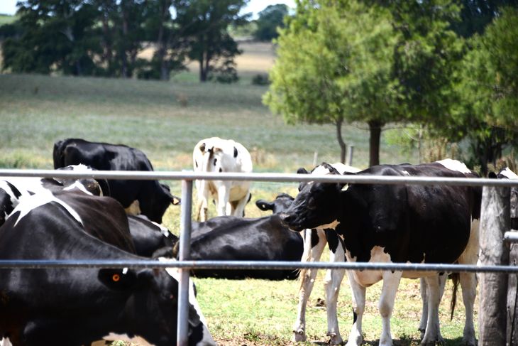 Arabia Saudita autorizó la importación de leche y subproductos lácteos desde Uruguay.