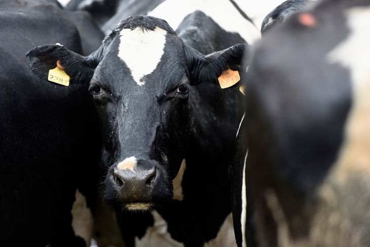 Uruguay se posiciona en el mercado sueco con carne sustentable.