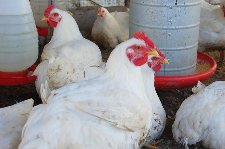 Gallinas Gripe Aviar Pollos
