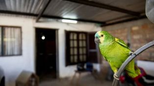 Gripe del loro en Santa Fe.