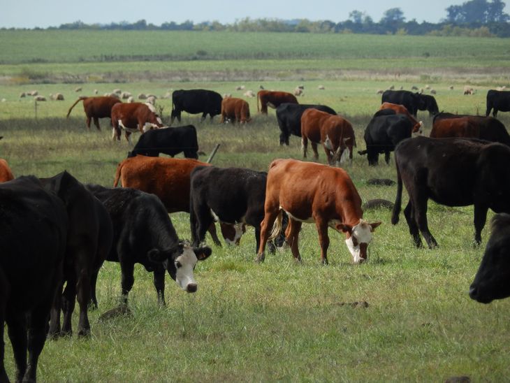 Ganado MGAP Vacas Bovinos