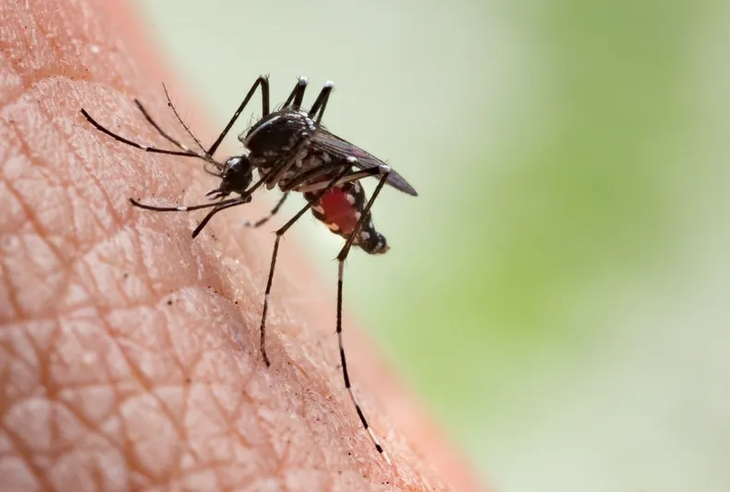 dengue.webp