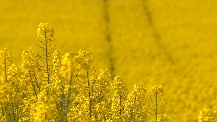 La colza fue el cultivo estrella el año pasado en Uruguay.