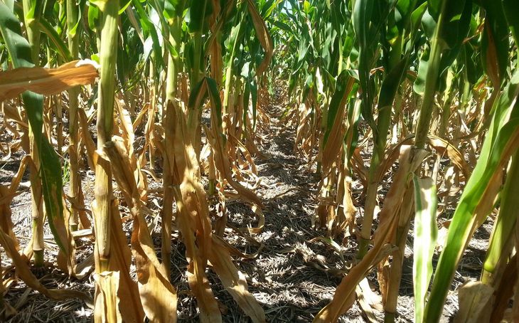Este es el tercer año consecutivo en el que se declara una emergencia climática para el agro en Uruguay.