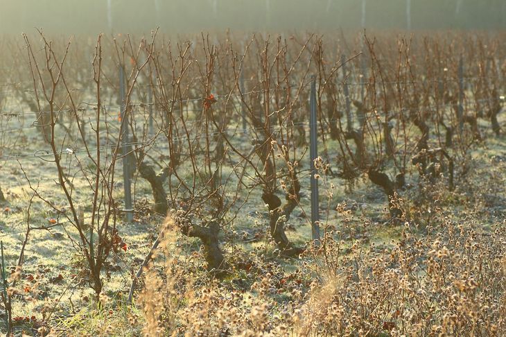 La sequía destruyó el 30% de la producción vitivinícola.